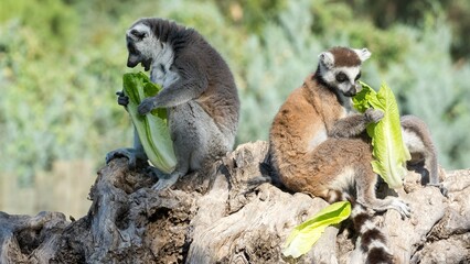 Various wild animals. Ring-tailed lemur photos.