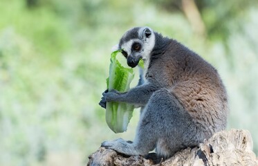 Various wild animals. Ring-tailed lemur photos.
