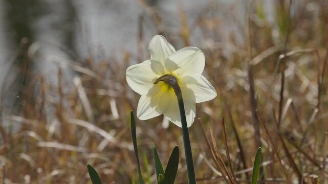 lonely daffodil in full bloom blowing gently in the wind, white daffodil in the sunlight, spring bloomers in the meadow, white flower blowing in the wind, Narcissus in bloom