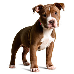 Fototapeta premium pit bull puppy isolated on transparent background