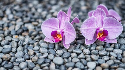 Pink Orchid Blossoms on Gray Pebbles - Serene Style