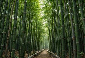 Lush bamboo forest path inviting peaceful strolls through nature