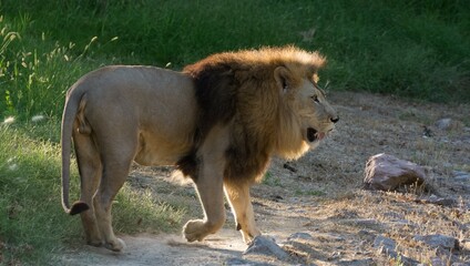 photos of grumpy lion taken during walk