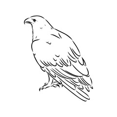 eagle, vector sketch
