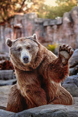 Brown bear with a friendly expression waving its paw at sunset