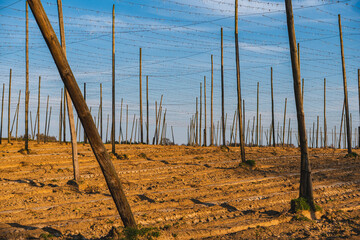The landscape of an empty hop plantation at the beginning of spring