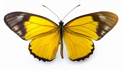 Fototapeta premium Cute yellow butterfly isolated on white background