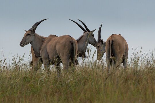 Elands in a grassy savanna under a cloudy sky. - Powered by Adobe