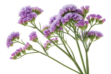 Fototapeta premium Statice