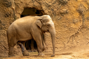 Naklejka premium A majestic elephant with a long trunk and tusks strides gracefully from a rugged, cave-like rock formation. Earthy brown and orange hues enhance its natural habitat atmosphere