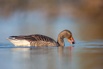 Gęgawa ,Greylag goose, Anser anser © Michal Przystas
