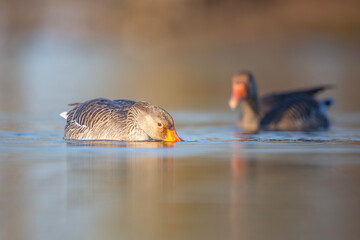 Gęgawa ,Greylag goose, Anser anser © Michal Przystas