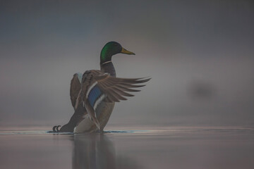 Kaczka krzyżówka, the mallard, the wild duck, Anas platyrhynchos  © Michal Przystas