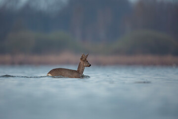 Pływająca sarna europejska, Swimming roe deer, Capreolus capreolus © Michal Przystas