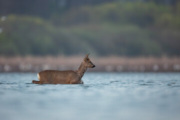 Pływająca sarna europejska, Swimming roe deer, Capreolus capreolus © Michal Przystas