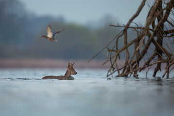 Pływająca sarna europejska, Swimming roe deer, Capreolus capreolus
