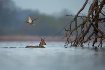  Pływająca sarna europejska, Swimming roe deer, Capreolus capreolus © Michal Przystas