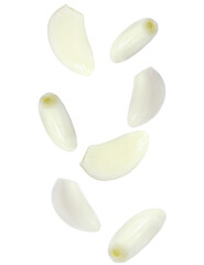 Levitating peeled garlic cloves isolated on transparent background. Fresh, aromatic and dynamic composition with floating elements.