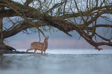 Pływająca sarna europejska, Swimming roe deer, Capreolus capreolus © Michal Przystas