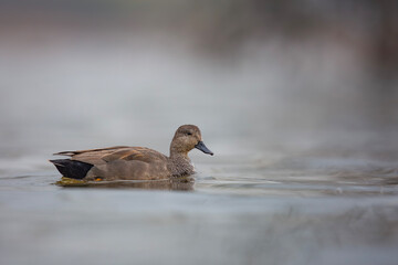 Krakwa, The gadwall, Mareca strepera   © Michal Przystas