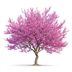 Fototapeta premium Tree with pink blossoms against isolated on white background
