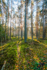 A wooden walking path Bor na Czerwonem nature reserve in Nowy Targ in Poland