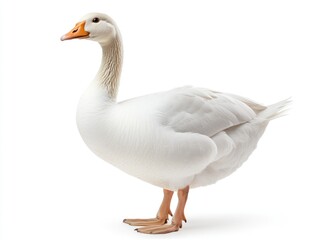 A white domestic goose with fluffy feathers, standing gracefully, isolated on a white background
