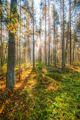 Fototapeta premium A wooden walking path Bor na Czerwonem nature reserve in Nowy Targ in Poland