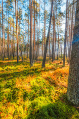 Obraz premium A wooden walking path Bor na Czerwonem nature reserve in Nowy Targ in Poland