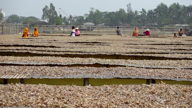 Fish caught from the sea are commercially dried in lofts to make Dry fish also locally called Shutki at Nazirartek, Cox's Bazar District.