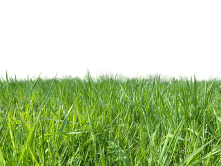 Lush green grass isolated on transparent background, fresh and vibrant, perfect for eco and nature concepts