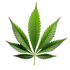 Cannabis leaf showing seven point structure on transparent background