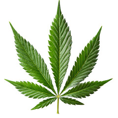 Cannabis leaf showing seven point structure on transparent background
