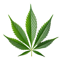 Cannabis leaf showing seven point structure on transparent background
