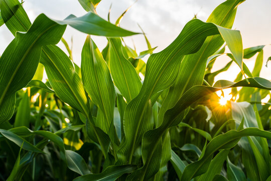 Sun rays break through the leaves of an unripe corn plant in an agricultural field during sunset.
