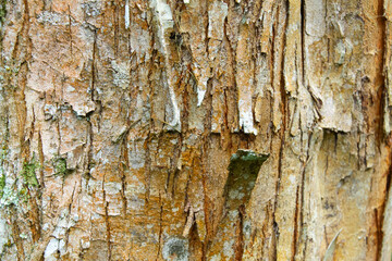 Close-up of tree bark with vibrant green moss, highlighting the texture and earthy tones. Ideal for projects about nature, botany, ecology, and natural textures.