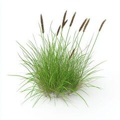 Green grass clump with seed heads on white background