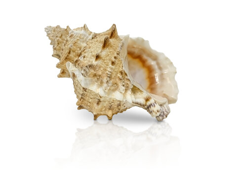 Single Murex seashell isolated on white background, detailed and textured with natural spikes and earthy tones