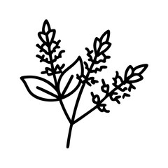 astilbe flower line drawn vector art - illustration astilbe flower isolated transparent background