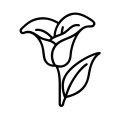 calla lily flower line drawn vector art - illustration calla lily flower isolated transparent background