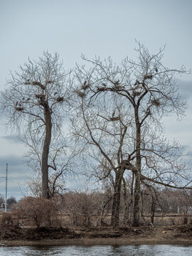 a great blue heron rookery with herons perched in trees with nests