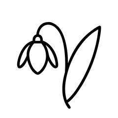 snowdrop flower line drawn vector art - illustration snowdrop flower isolated transparent background