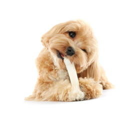 Cute dog with chew bone on white background