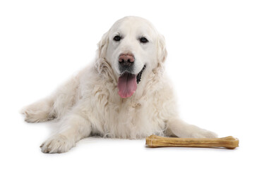 Cute dog with chew bone on white background