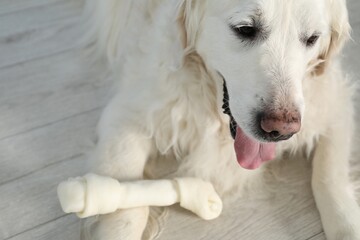 Cute dog with chew bone on floor indoors, closeup