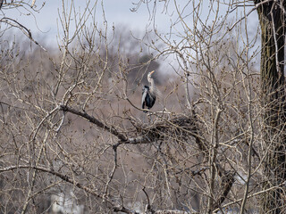 great blue heron stands on branches of a tree near a nest