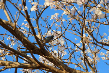 August 18, 2018 – Campo Grande, Mato Grosso do Sul, Brazil – A small bird perches among the branches of a blooming white ipê tree (Handroanthus spp.) under a vivid blue sky. 