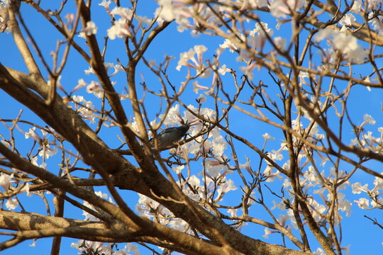 August 18, 2018 &ndash; Campo Grande, Mato Grosso do Sul, Brazil &ndash; A small bird perches among the branches of a blooming white ip&ecirc; tree (Handroanthus spp.) under a vivid blue sky. 