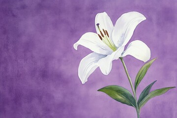 Fototapeta premium Delicate white lily against a vibrant purple backdrop.