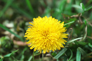 Beautiful dandelion flower and green grass outdoors, closeup